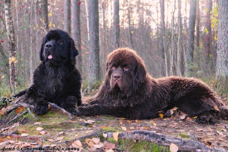 Фото: ньюфаундленд Браунблад МСК Абрамс-Стронг (Brownblood MSK Abrams-Strong), ньюфаундленд Черная Мафия Бекаусе И Ам Вортх Ит (Chernaya Mafia Because I Am Worth It)