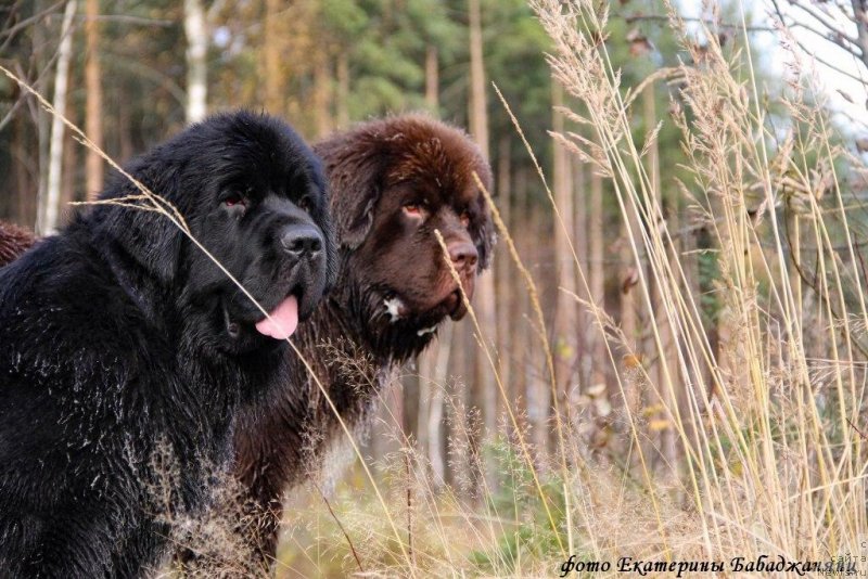 Фотография № 231451