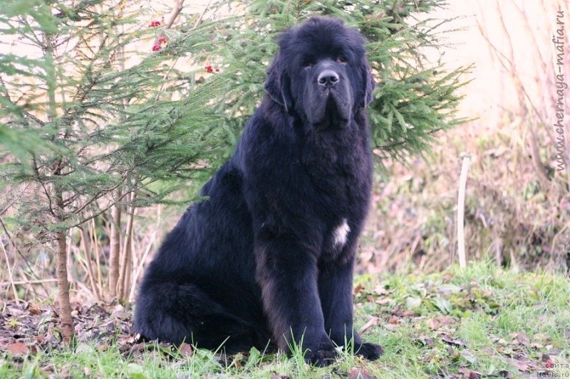 Фотография № 231452