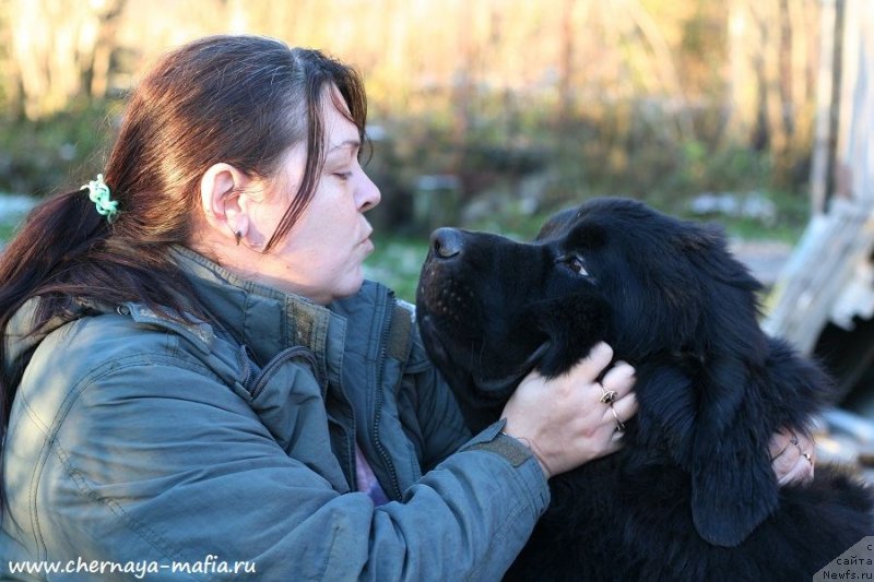Фото: ньюфаундленд Черная Мафия Бе Коол (Chernaya Mafia Be Cool)
