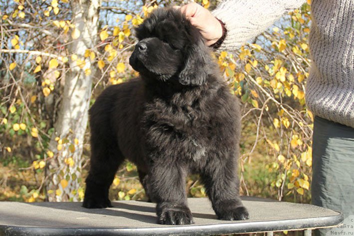 Фотография № 231458