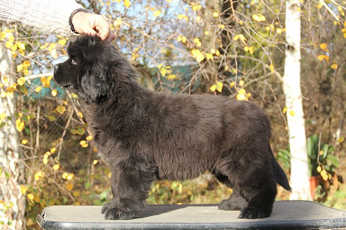 Фотография № 231459