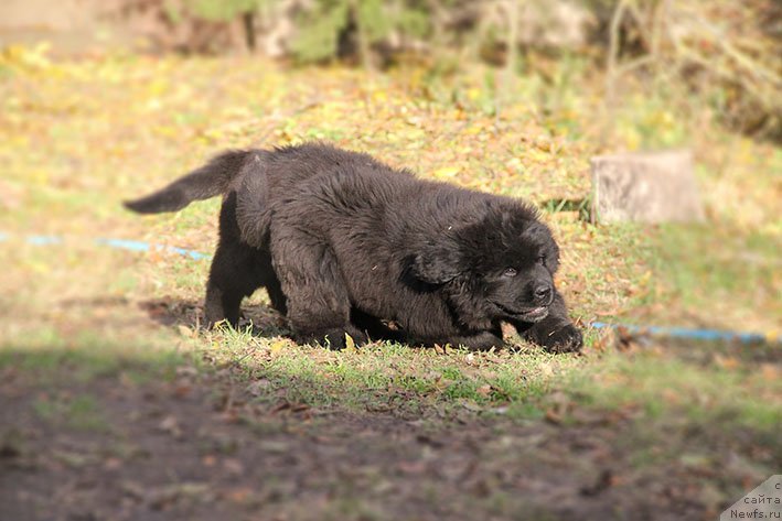 Фотография № 231464