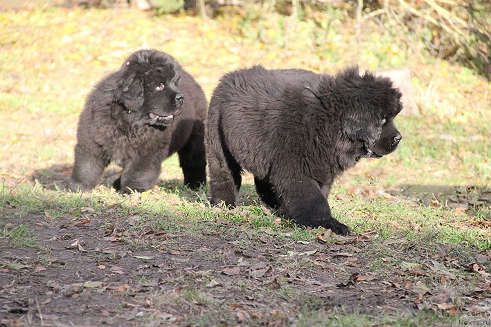 Фотография № 231465