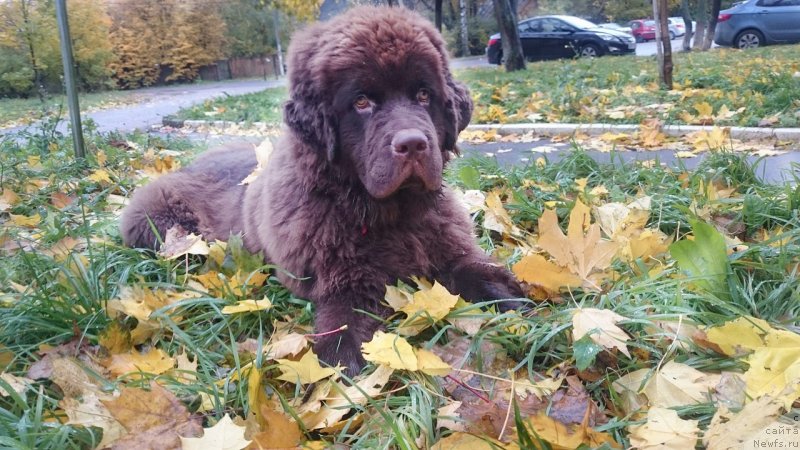 Фото: ньюфаундленд Браунблад МСК Даймонд Макс