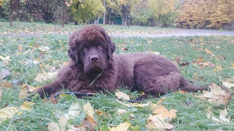 Фото: ньюфаундленд Браунблад МСК Даймонд Макс