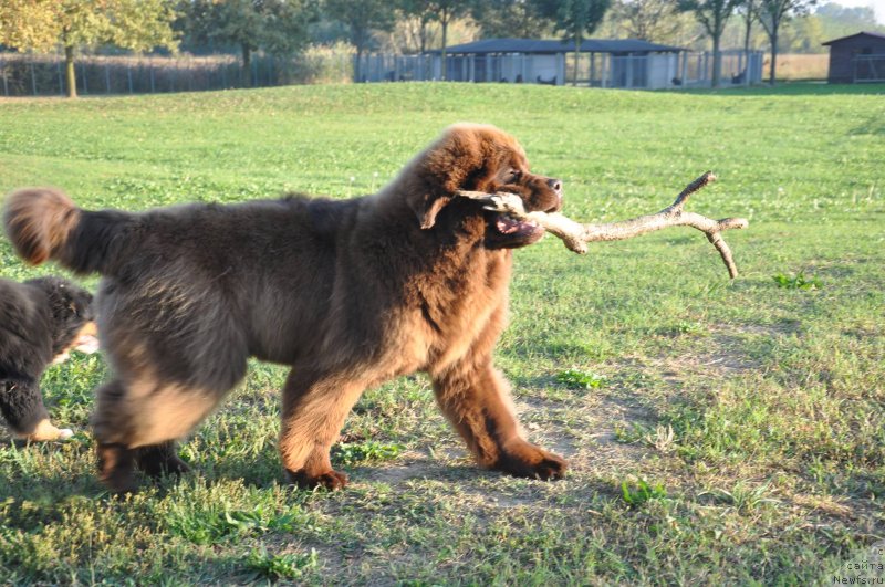 Фото: ньюфаундленд Браунблад МСК Джой Орсон