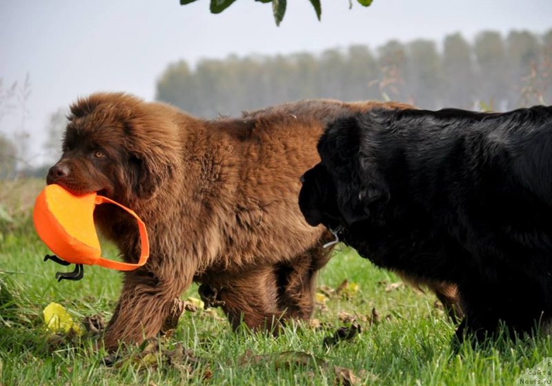 Фото: ньюфаундленд Браунблад МСК Джой Орсон