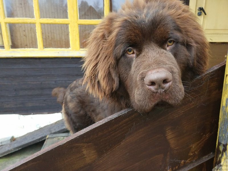 Фото: ньюфаундленд Браунблад МСК Двайт Гарнет