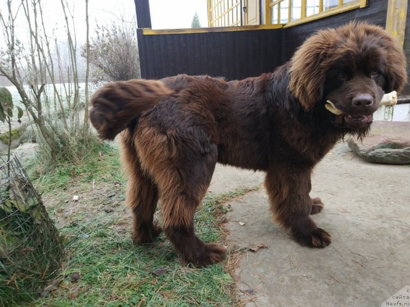 Фото: ньюфаундленд Браунблад МСК Двайт Гарнет