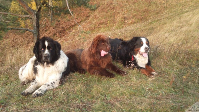 Фото: ньюфаундленд Браунблад МСК Дарлина Джой (Brownblood MSK Darlina Joy)