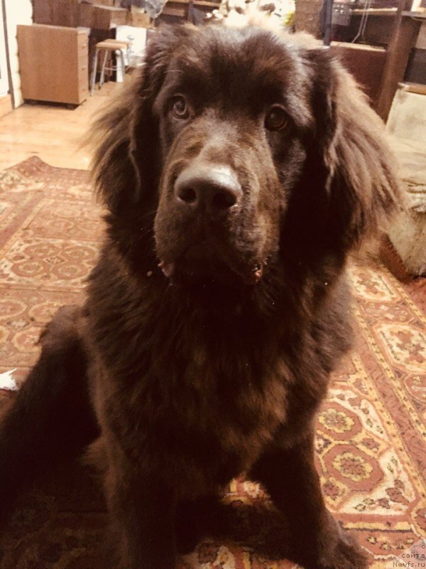 Фото: ньюфаундленд Браунблад МСК Донна Голди