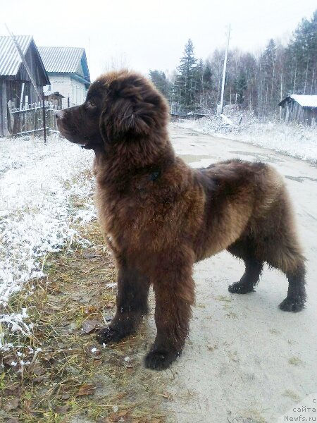 Фото: ньюфаундленд Браунблад МСК Дрими Эйн (Brownblood MSK Drimi Ein)