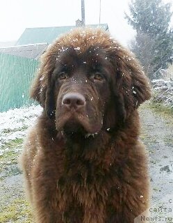 Фото: ньюфаундленд Браунблад МСК Дрими Эйн (Brownblood MSK Drimi Ein)