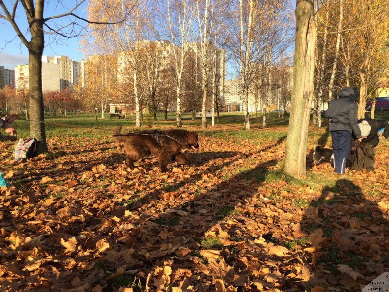 Фото: ньюфаундленд Браунблад МСК Дарли Ринна (Brownblood MSK Darley Rinna)
