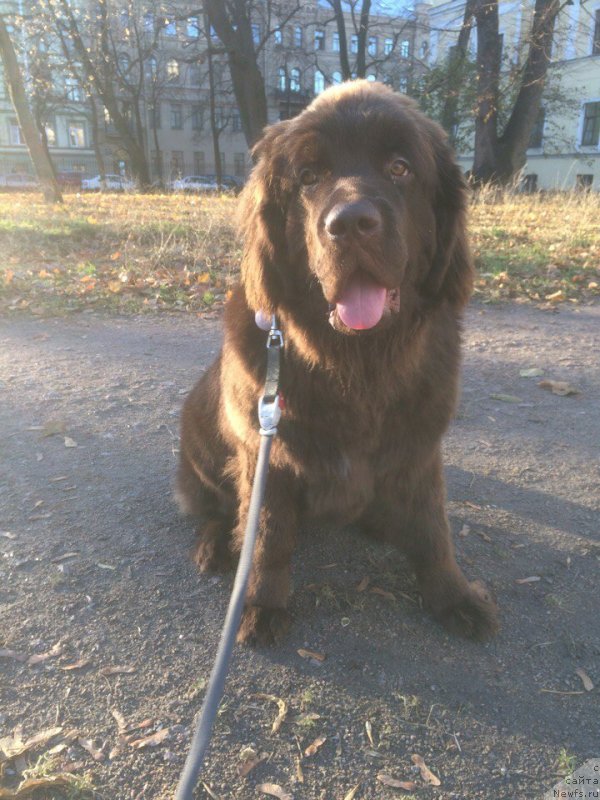 Фото: ньюфаундленд Браунблад МСК Джейн Венди