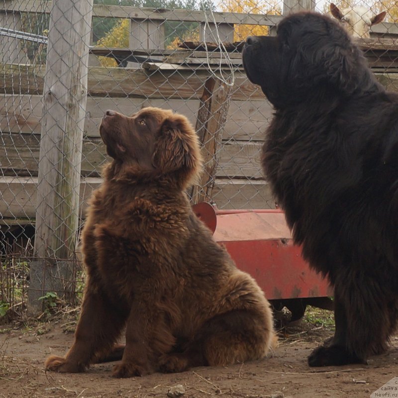 Фото: ньюфаундленд Браунблад МСК Дэлиция Шари (Brownblood MSK Delicia Shari)