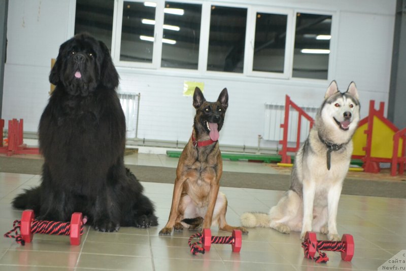 Фото: ньюфаундленд Назар Вятский Медведь (Nazar Vyatskiy Medved)