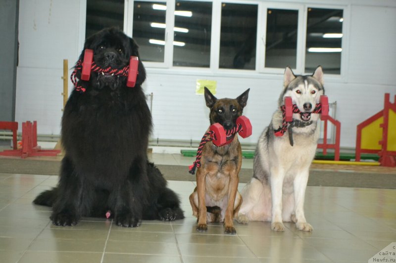 Фото: ньюфаундленд Назар Вятский Медведь (Nazar Vyatskiy Medved)