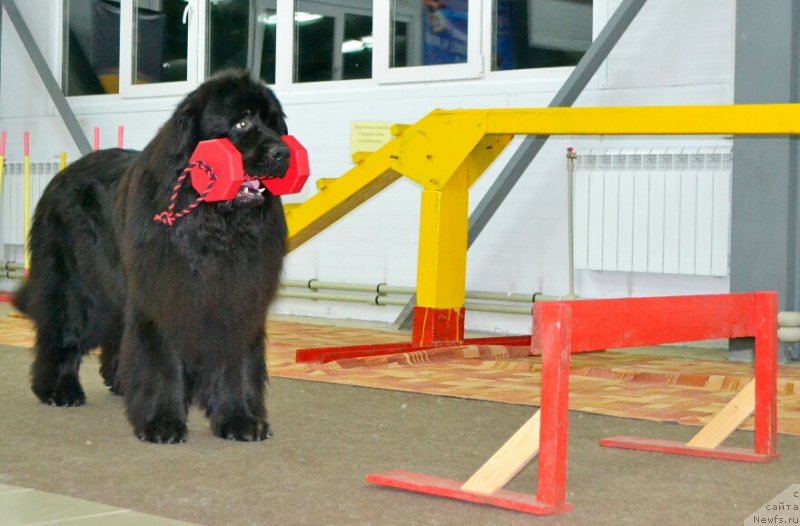 Фото: ньюфаундленд Назар Вятский Медведь (Nazar Vyatskiy Medved)