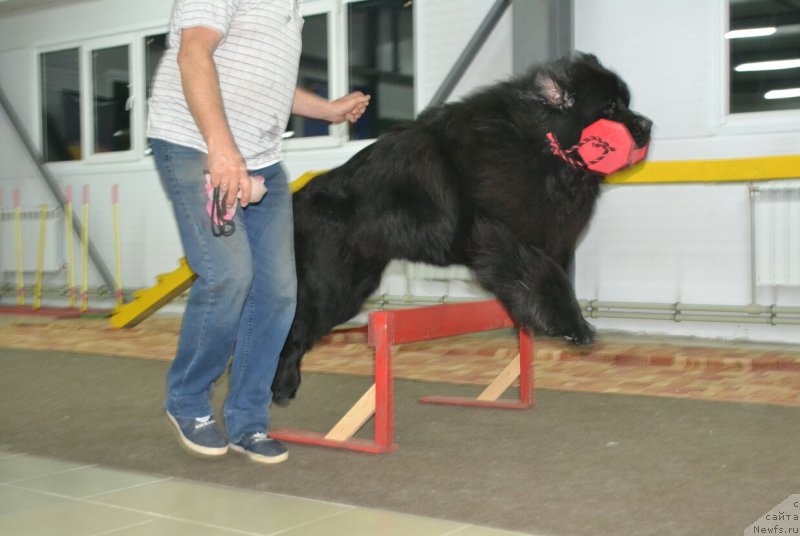 Фото: ньюфаундленд Назар Вятский Медведь (Nazar Vyatskiy Medved)