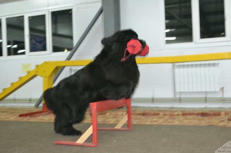Фото: ньюфаундленд Назар Вятский Медведь (Nazar Vyatskiy Medved)