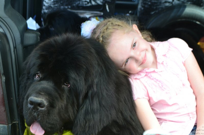 Фото: ньюфаундленд Назар Вятский Медведь (Nazar Vyatskiy Medved)