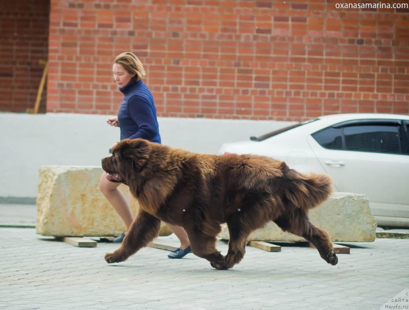 Фото: ньюфаундленд Браунблад МСК Велес Алистер (Brownblood MSK Veles Alister)