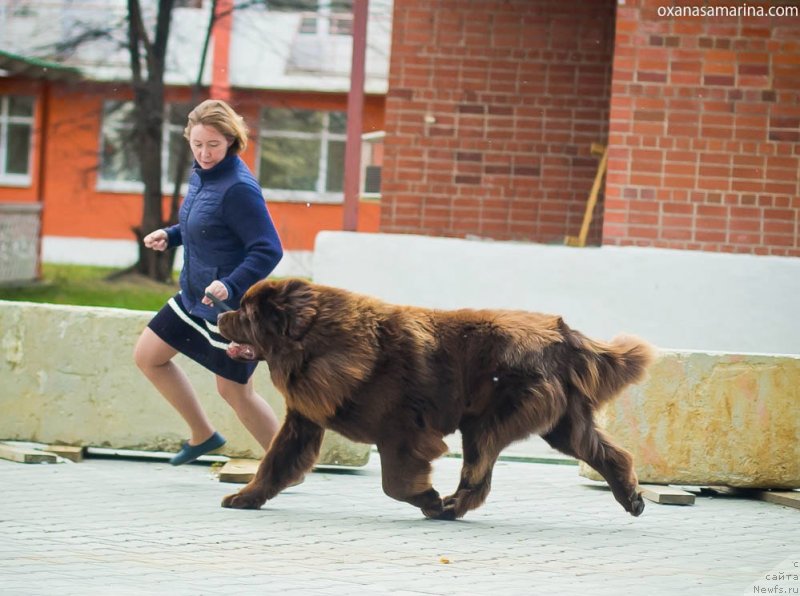 Фото: ньюфаундленд Браунблад МСК Велес Алистер (Brownblood MSK Veles Alister)