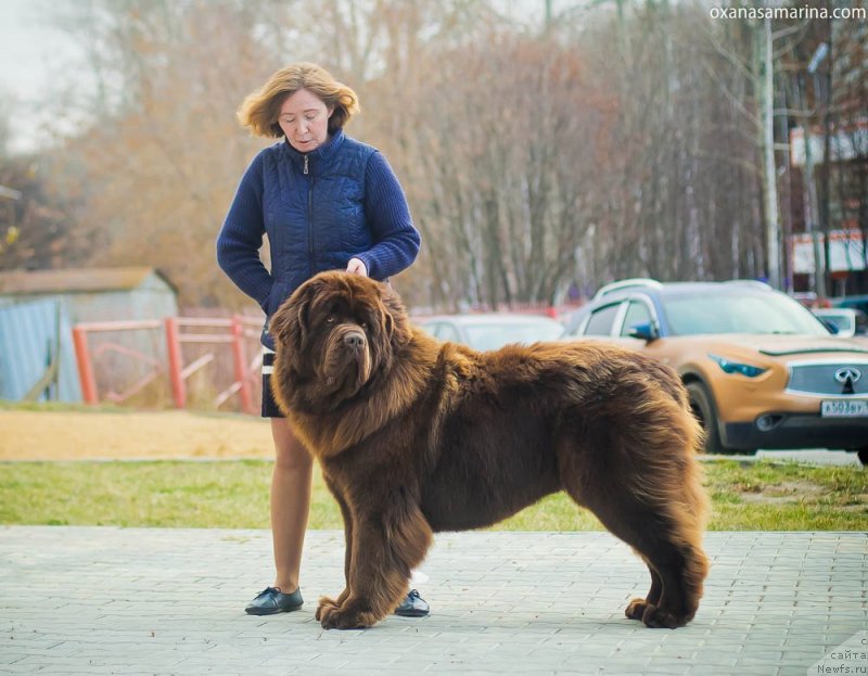 Фото: ньюфаундленд Браунблад МСК Велес Алистер (Brownblood MSK Veles Alister)