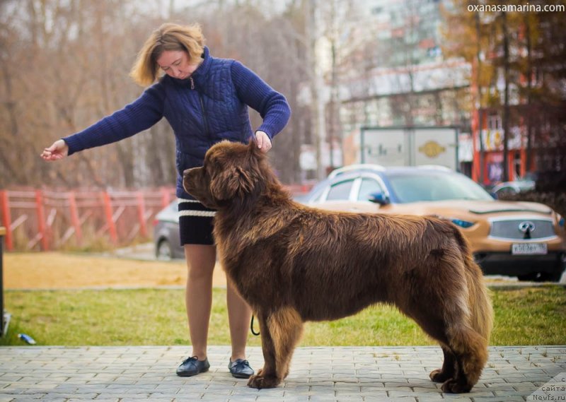 Фото: ньюфаундленд Браунблад МСК Хаким Голд Хайдар (Brownblood MSK Hakim Gold Haydar)
