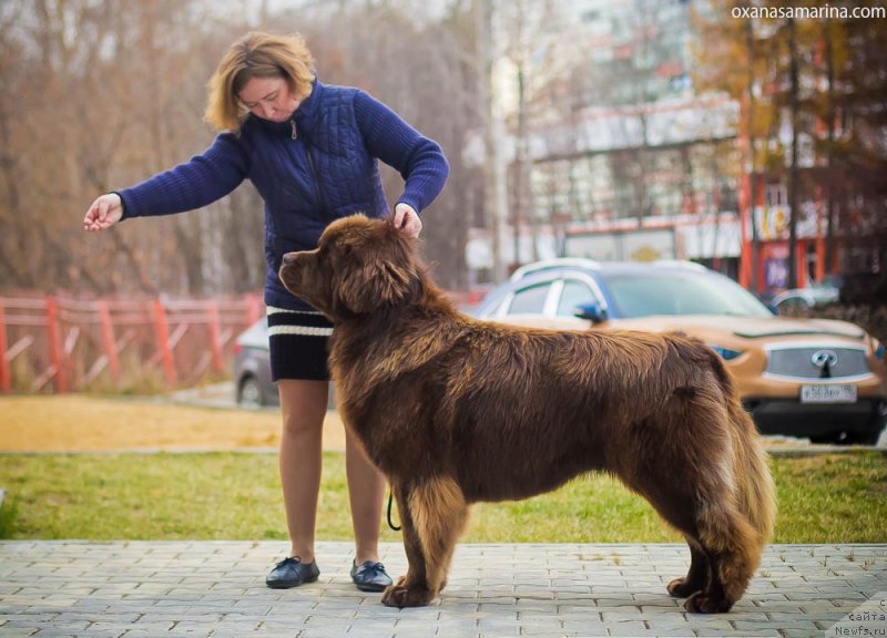 Фото: ньюфаундленд Браунблад МСК Хаким Голд Хайдар (Brownblood MSK Hakim Gold Haydar)