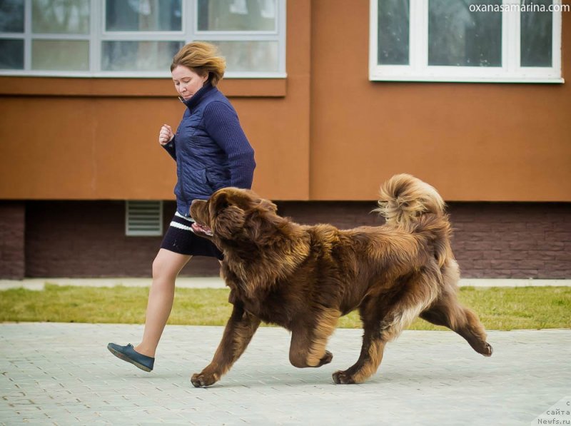 Фото: ньюфаундленд Браунблад МСК Хаким Голд Хайдар (Brownblood MSK Hakim Gold Haydar)