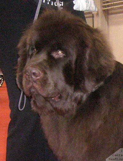 Фото: ньюфаундленд Обуш Шед Юдашкин Стиль (Obush Shed Yudashkin Stil)