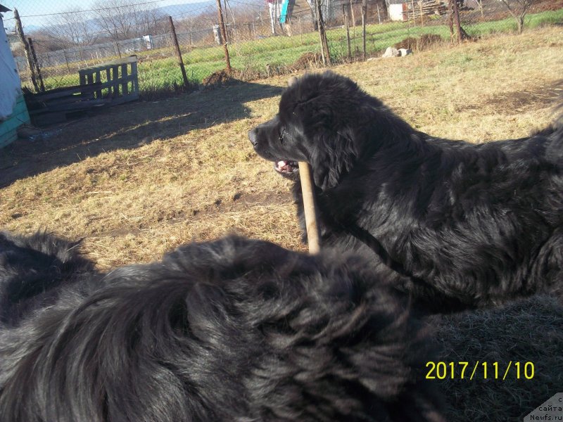 Фото: ньюфаундленд Степан Разин (Stepan Razin)