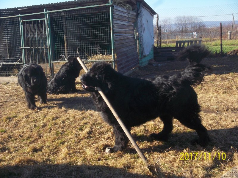 Фото: ньюфаундленд Степан Разин (Stepan Razin)