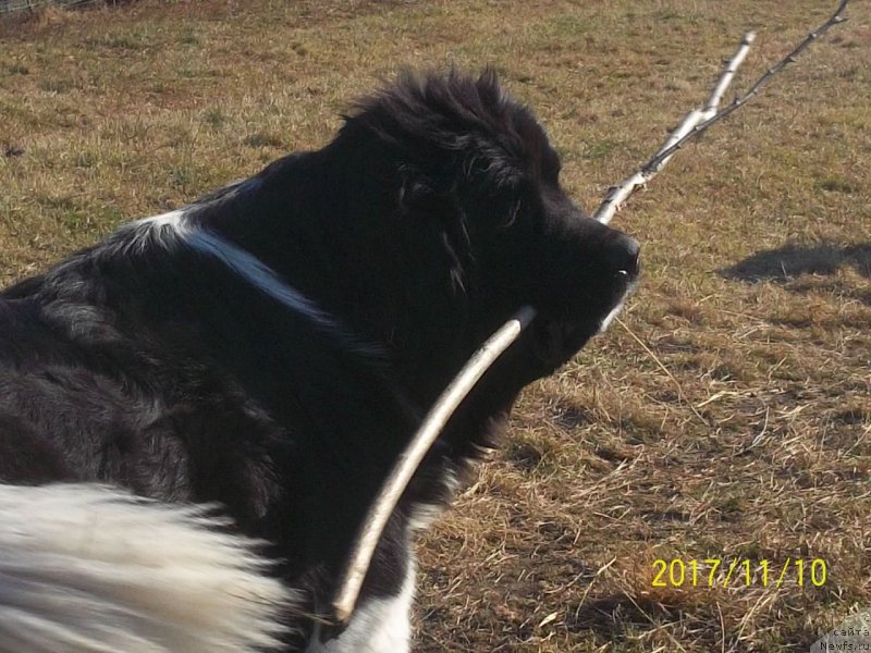 Фото: ньюфаундленд Селин Дион