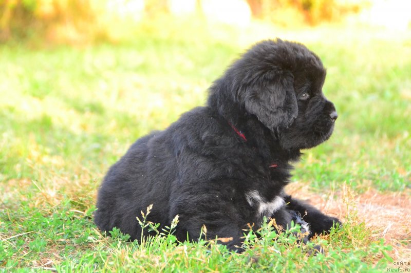 Фото: ньюфаундленд Талисман Моря Иллюзия