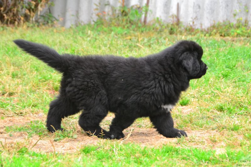 Фото: ньюфаундленд Талисман Моря Иллюзия