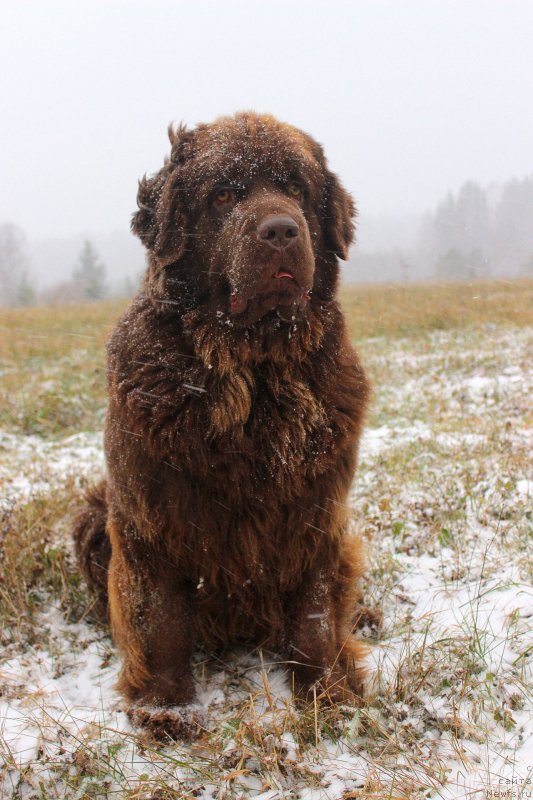 Фото: ньюфаундленд Наоми Таголири фор Браунблад (Naomi Tagoliri for Brouwnblood)