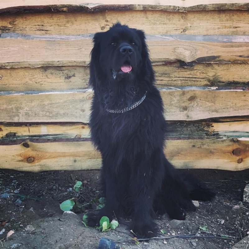 Фото: ньюфаундленд Черный Балу Жерар
