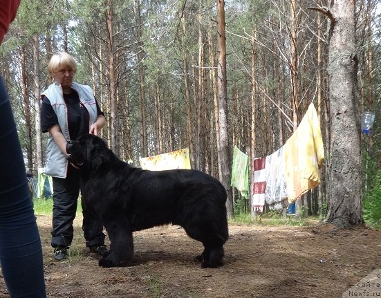 Фото: ньюфаундленд Дар Свезы Стэндс Ту Реасон (Dar Svezy Stands to Reason)