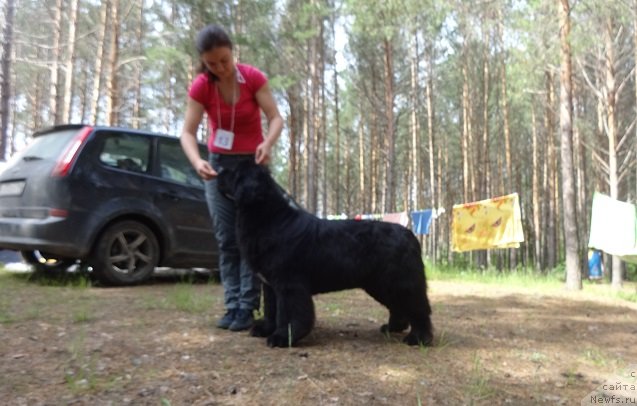 Фото: ньюфаундленд Аквиан Сонг Лаватера (Akvian Song Lavatera)