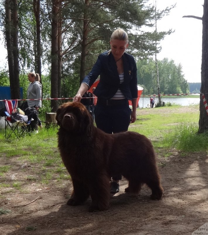 Фото: ньюфаундленд Ньюфорт Вивиан