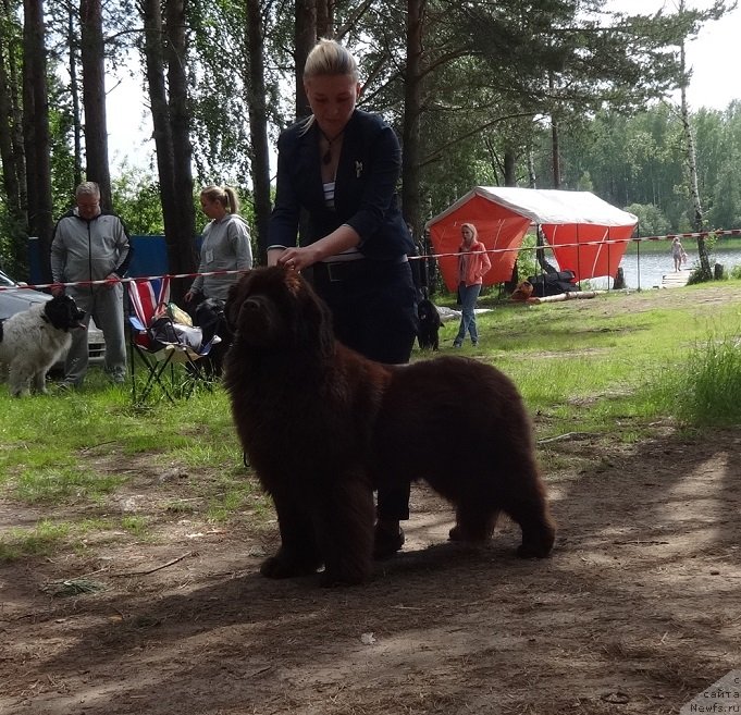 Фото: ньюфаундленд Ньюфорт Вивиан