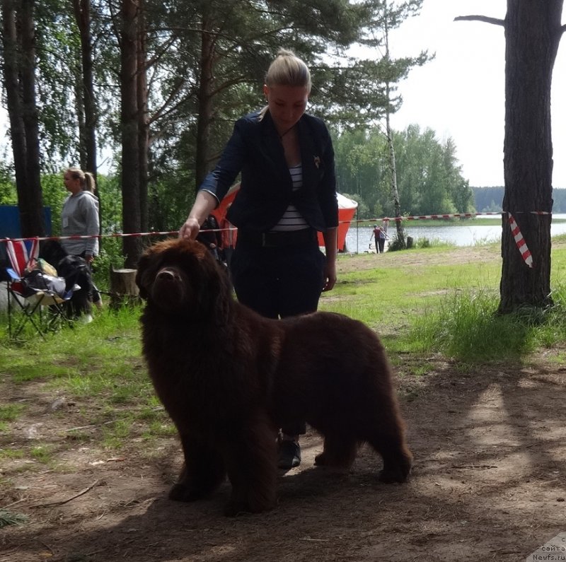 Фото: ньюфаундленд Ньюфорт Вивиан