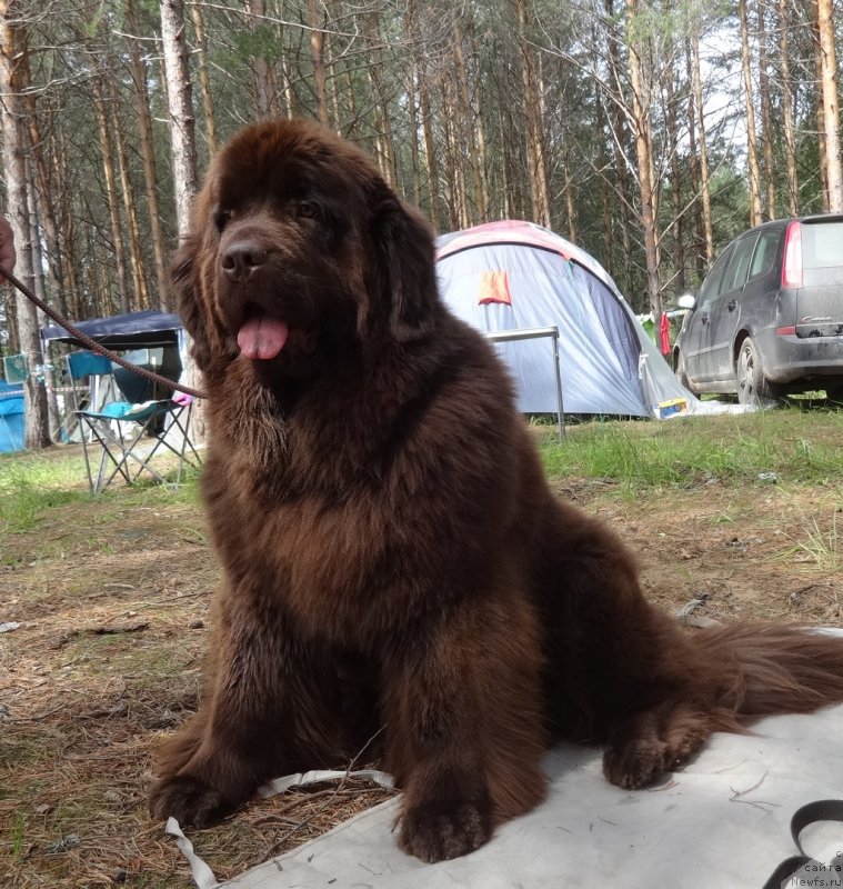 Фото: ньюфаундленд Ньюфорт Вивиан