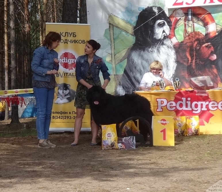 Фото: ньюфаундленд Акватория Келвин Исаак Ньютон (Aquatoriya Kelvin Isaak Newton)