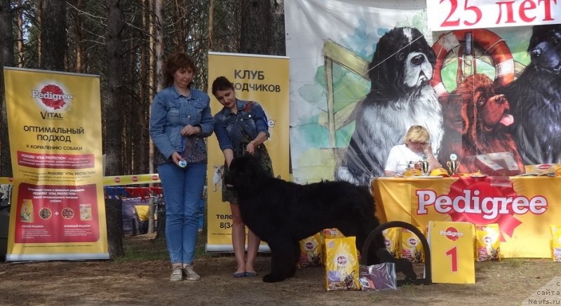 Фото: ньюфаундленд Акватория Келвин Исаак Ньютон (Aquatoriya Kelvin Isaak Newton)