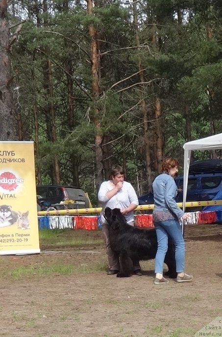 Фото: ньюфаундленд Обуш Шед Дойчленд (Obush Shed Deutschland)